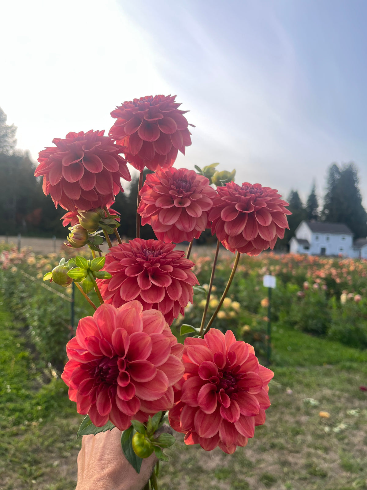 A hand holding a bouquet of vibrant red-pink dahlia flowers in a sunny outdoor flower field with a blurred background of greenery and a white house.