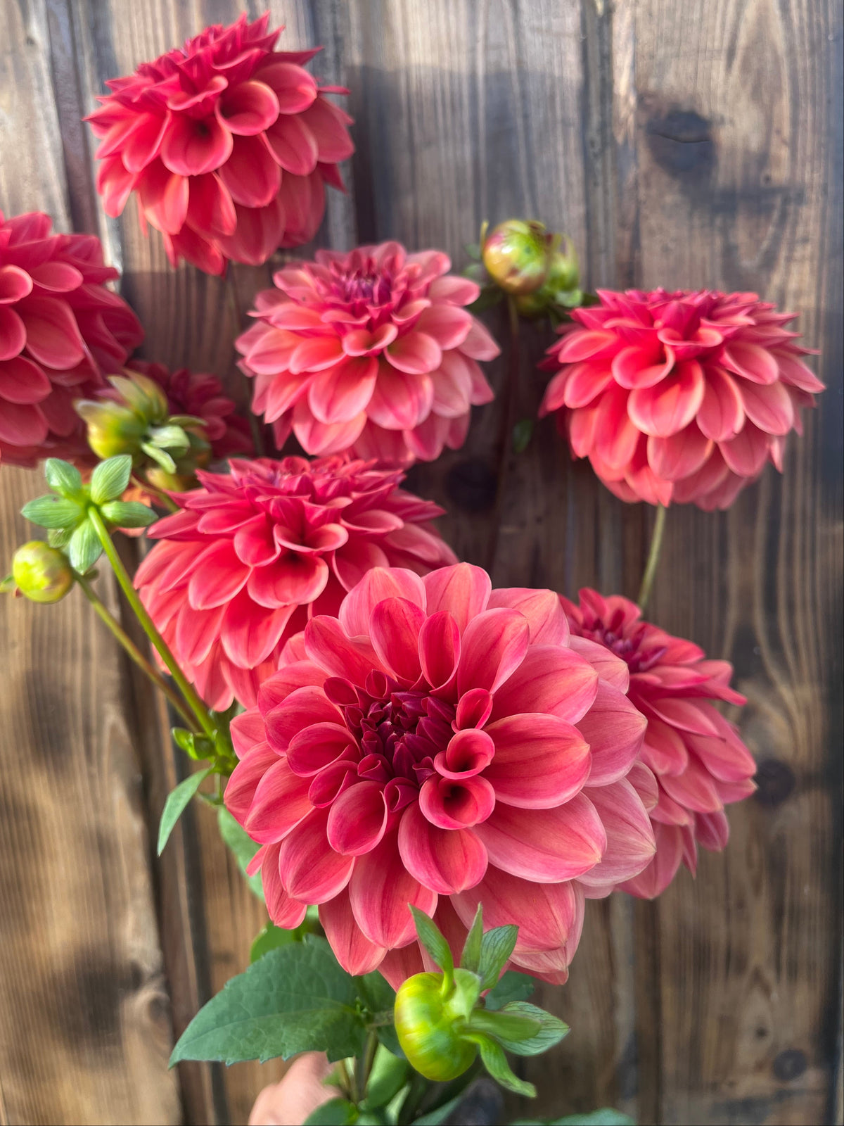 A bouquet of vibrant pinkish-red dahlia flowers with green stems and buds, set against a rustic dark wood plank background.