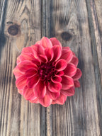 A single blooming dahlia flower in shades of pink and red, photographed from above on a rustic wooden plank surface.