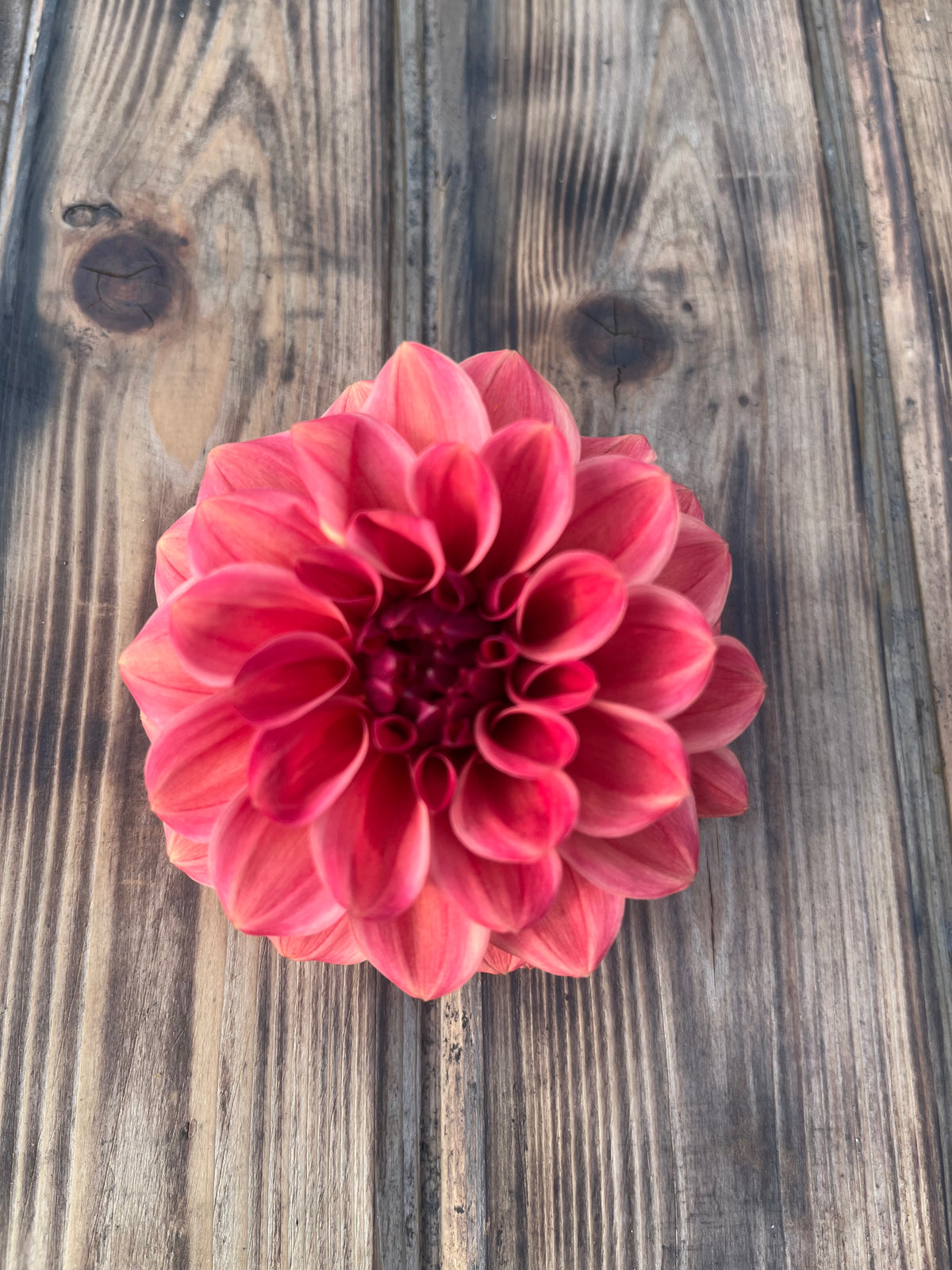 A single blooming dahlia flower in shades of pink and red, photographed from above on a rustic wooden plank surface.