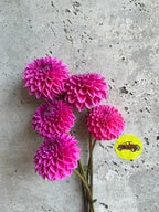 Ultimate Cut Flower Pack dahlia bloom, additional photo