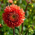 Jowey Linda dahlia tuber