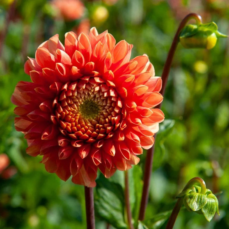 Jowey Linda dahlia tuber