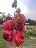 A hand holding a bouquet of vibrant pink and red dahlia flowers with green stems and buds, set against a blurred outdoor flower field background.