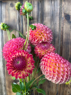 A bouquet of blooming dahlia flowers in shades of pink, red, and orange with green stems and buds, set against a rustic wooden plank background.