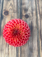 A single red dahlia flower photographed from above on a rustic wooden plank surface.
