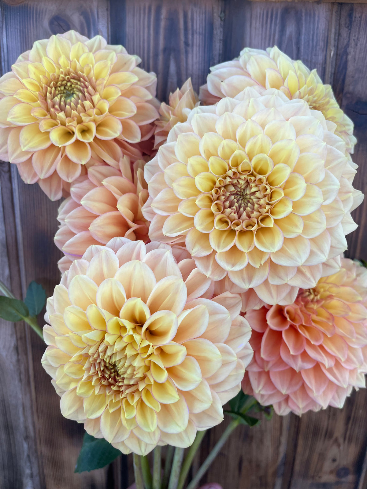 A bouquet of large dahlia flowers in soft peach, cream, and pale yellow tones, arranged against a dark rustic wooden background.