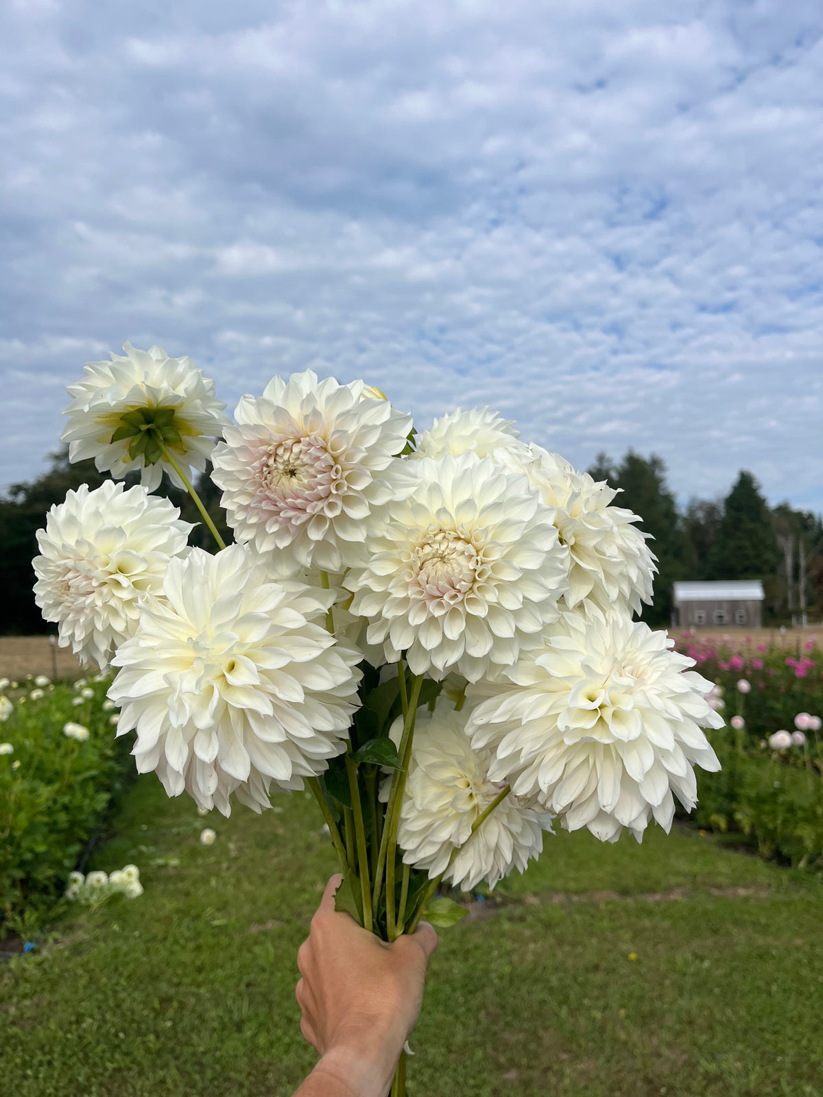 KA's™ Bella Luna dahlia tuber, a hand holding a bouquet of large white dahlia flowers in a garden with green