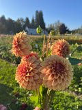 KA's™ Creme Brulee dahlia, close-up of several peach and orange dahlia flowers with green leaves