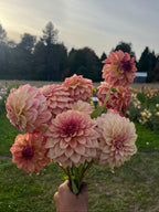 KA Mocha Katie Dahlia bunch