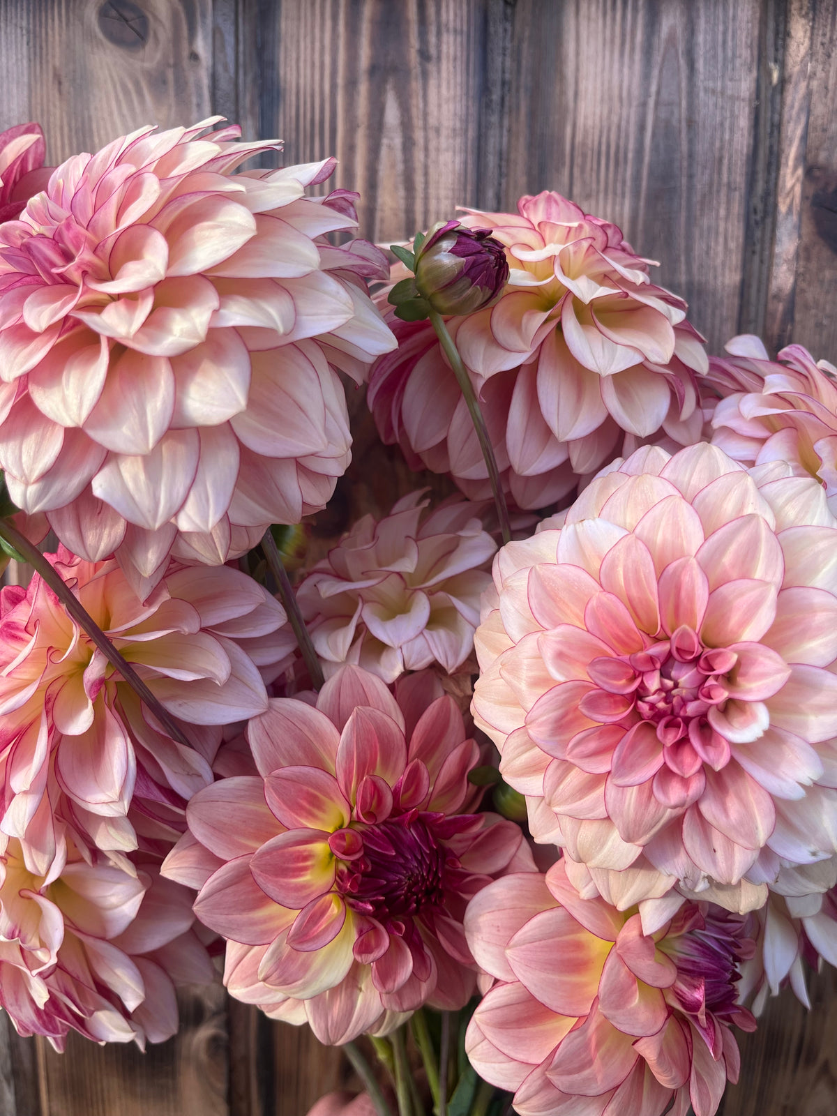 A close-up of pink and blush dahlia flowers with layered petals, some fully open and others in buds, set against a rustic dark wood plank background.
