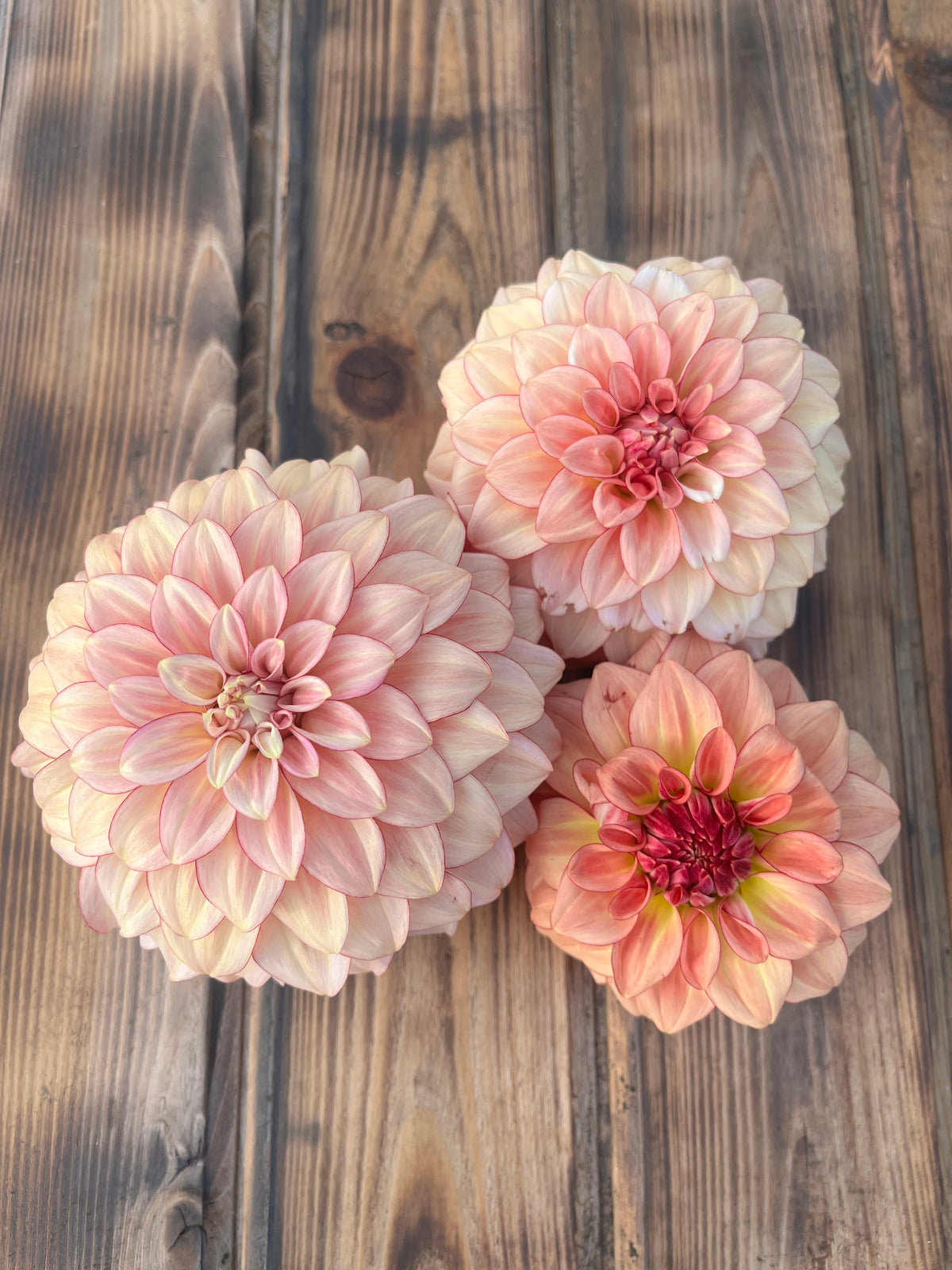 Three large pink and peach dahlia flowers arranged on a rustic wooden plank surface.