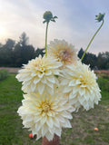 KA™ Mocha Maya dahlia tuber