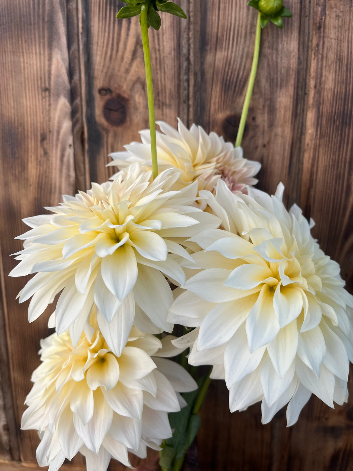 Three large cream-white dahlia flowers with pale yellow centers and green stems, photographed against a rustic brown wooden plank background.