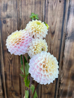 Four large dahlia flowers with layered petals in soft cream and pale pink, with green leaves, set against a rustic dark brown wooden plank background.
