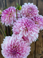 Pink and white striped dahlia flowers blooming against a rustic dark wood background.