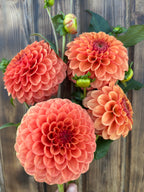 Four large orange-pink dahlia flowers with green leaves and buds, photographed against a rustic dark wood plank background.