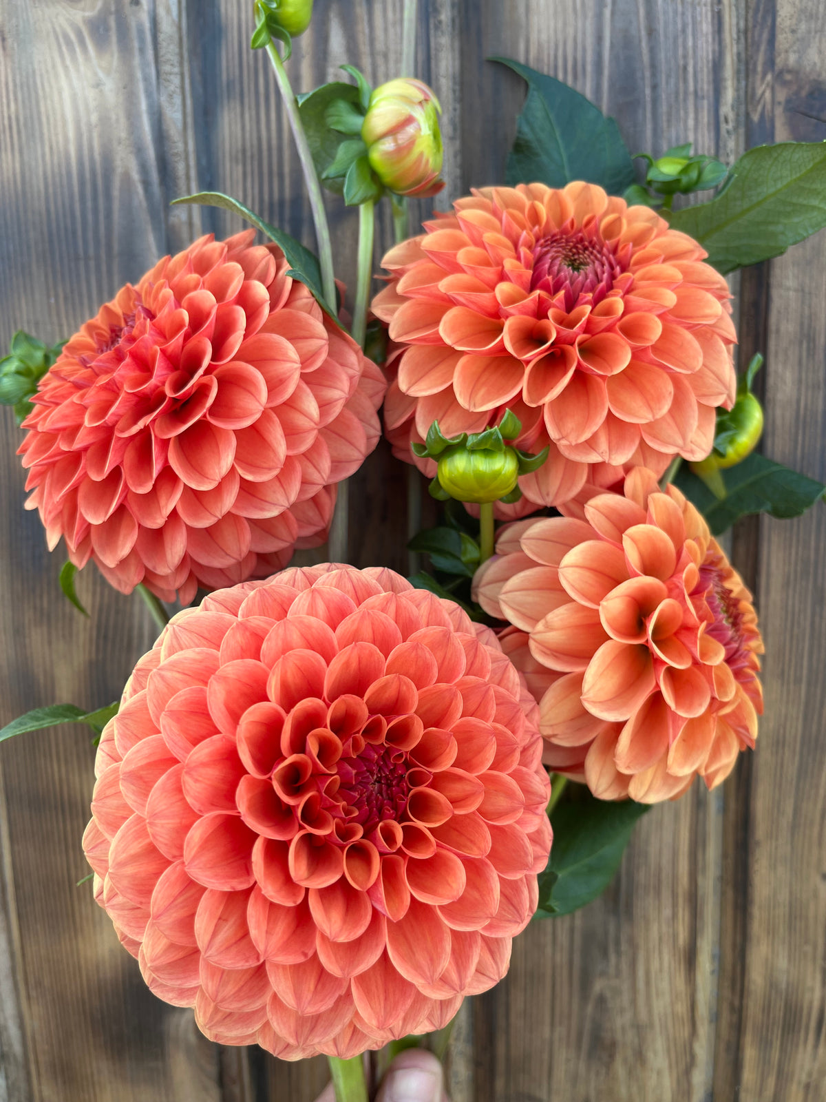 Four large orange-pink dahlia flowers with green leaves and buds, photographed against a rustic dark wood plank background.