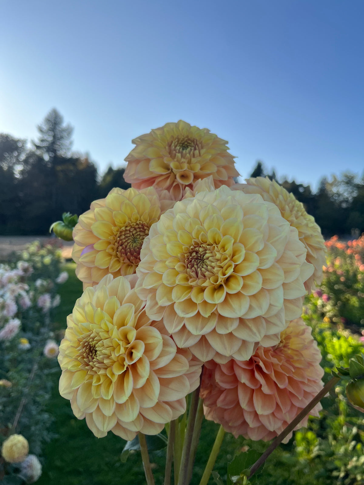 A cluster of large dahlia flowers in soft peach, cream, and pale yellow tones, photographed outdoors in a garden with green foliage and a blue sky in the background.