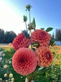 A hand holding a bouquet of vibrant coral-pink dahlia flowers with green stems and buds, set against a sunny garden background with a blue sky.