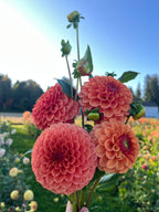 A hand holding a bouquet of vibrant coral-pink dahlia flowers with green stems and buds, set against a sunny garden background with a blue sky.