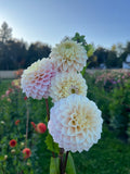 Four large dahlia flowers in soft white and pale pink tones with green leaves, photographed outdoors in a garden with a blurred blue sky and trees in the background.