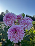 A close-up of several pink dahlia flowers with green buds and leaves, photographed outdoors against a blue sky and blurred garden background.