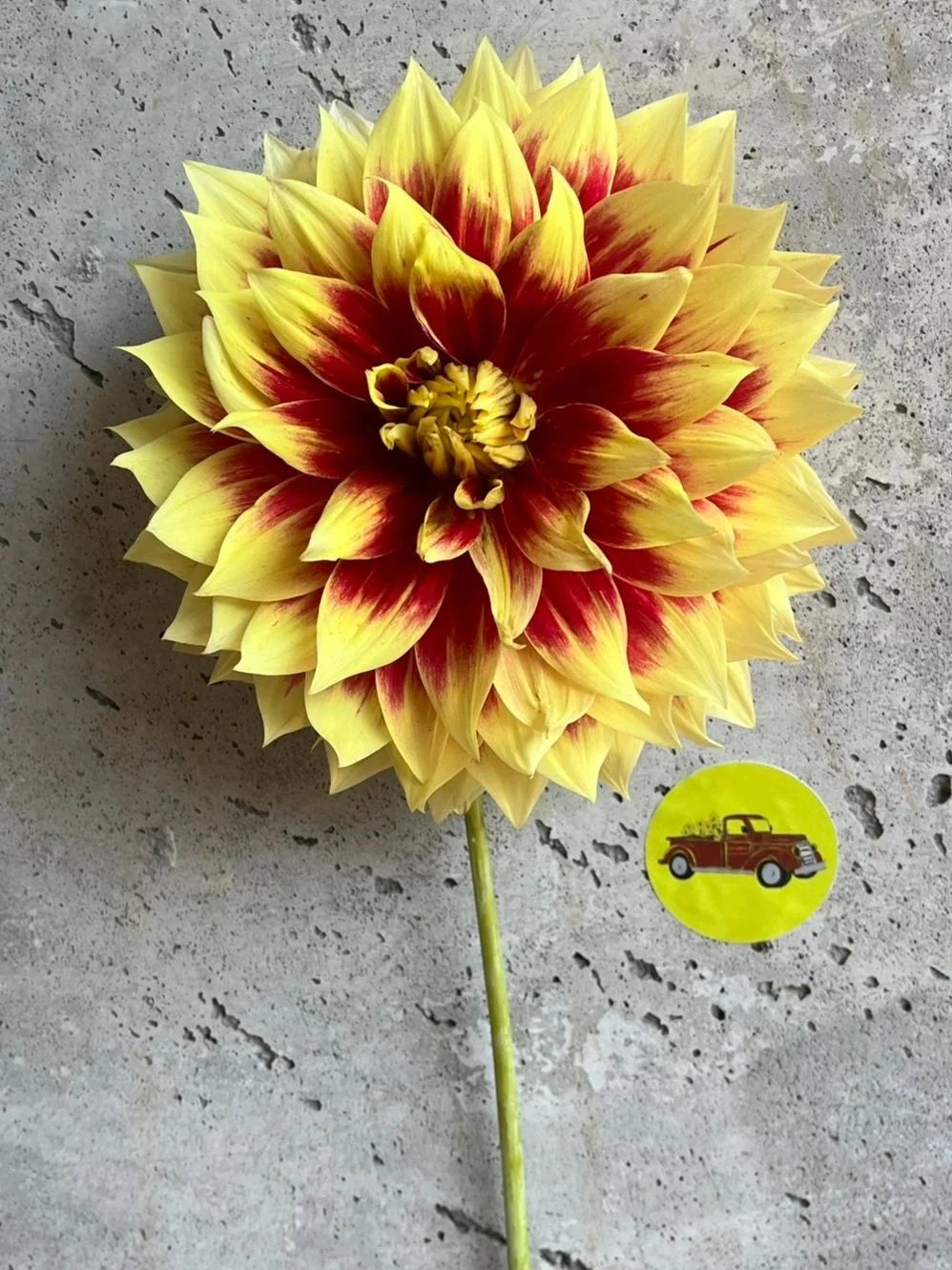 Ketchup & Mustard dahlia tuber