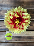 Ketchup & Mustard dahlia flower, another view of the bloom
