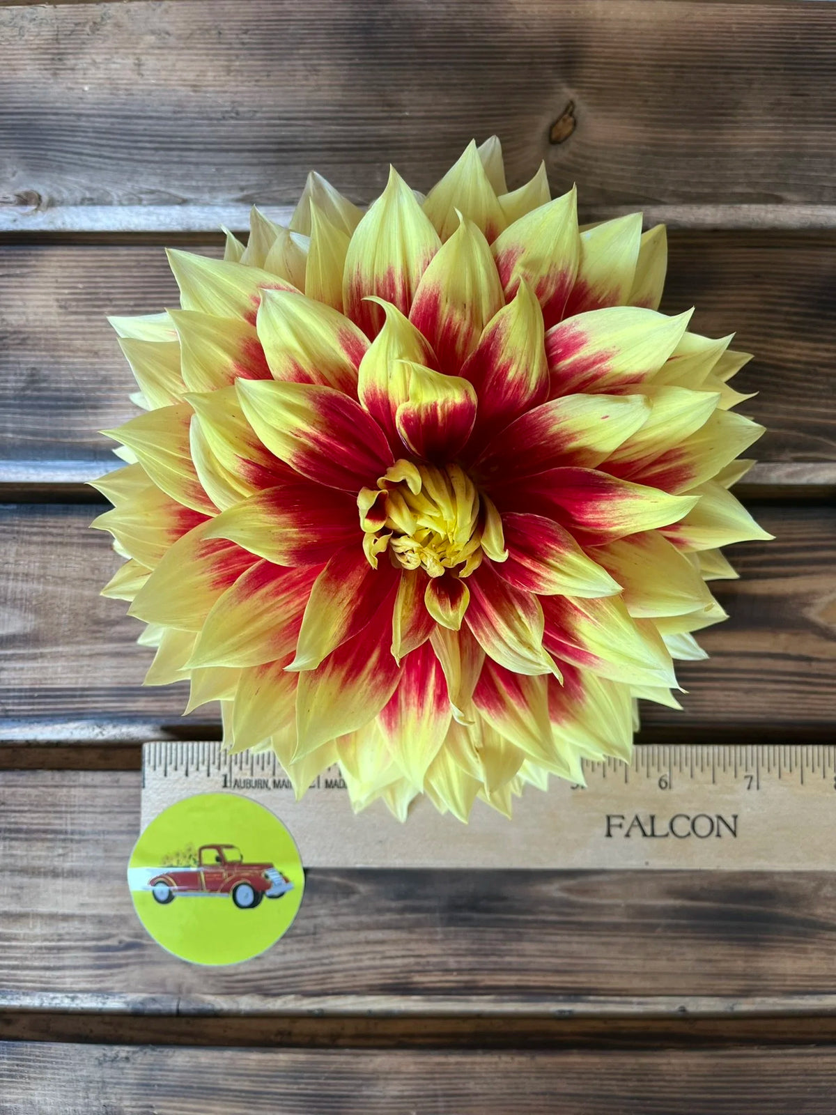 Ketchup & Mustard dahlia flower, another view of the bloom