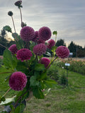 Koko Puff dahlia tuber, mauve pom pom dahlia
