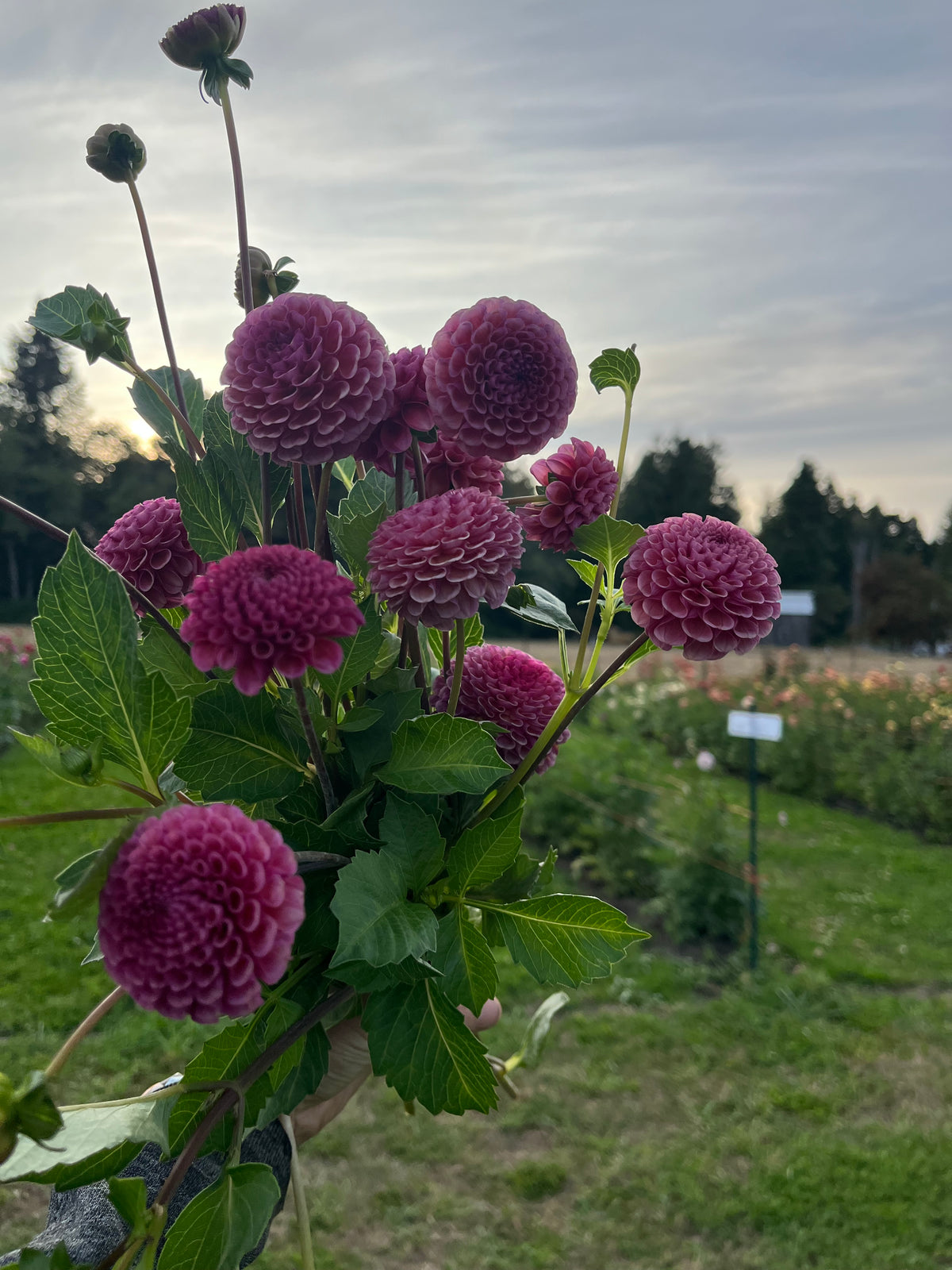 Koko Puff dahlia tuber, mauve pom pom dahlia