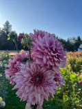 A close-up of a bouquet of blooming pink dahlia flowers held outdoors in a garden with green foliage and a clear blue sky in the background.