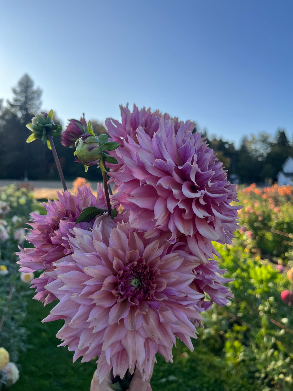 A close-up of a bouquet of blooming pink dahlia flowers held outdoors in a garden with green foliage and a clear blue sky in the background.