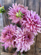 Pink dahlia flowers with layered petals arranged against a rustic wooden plank background.
