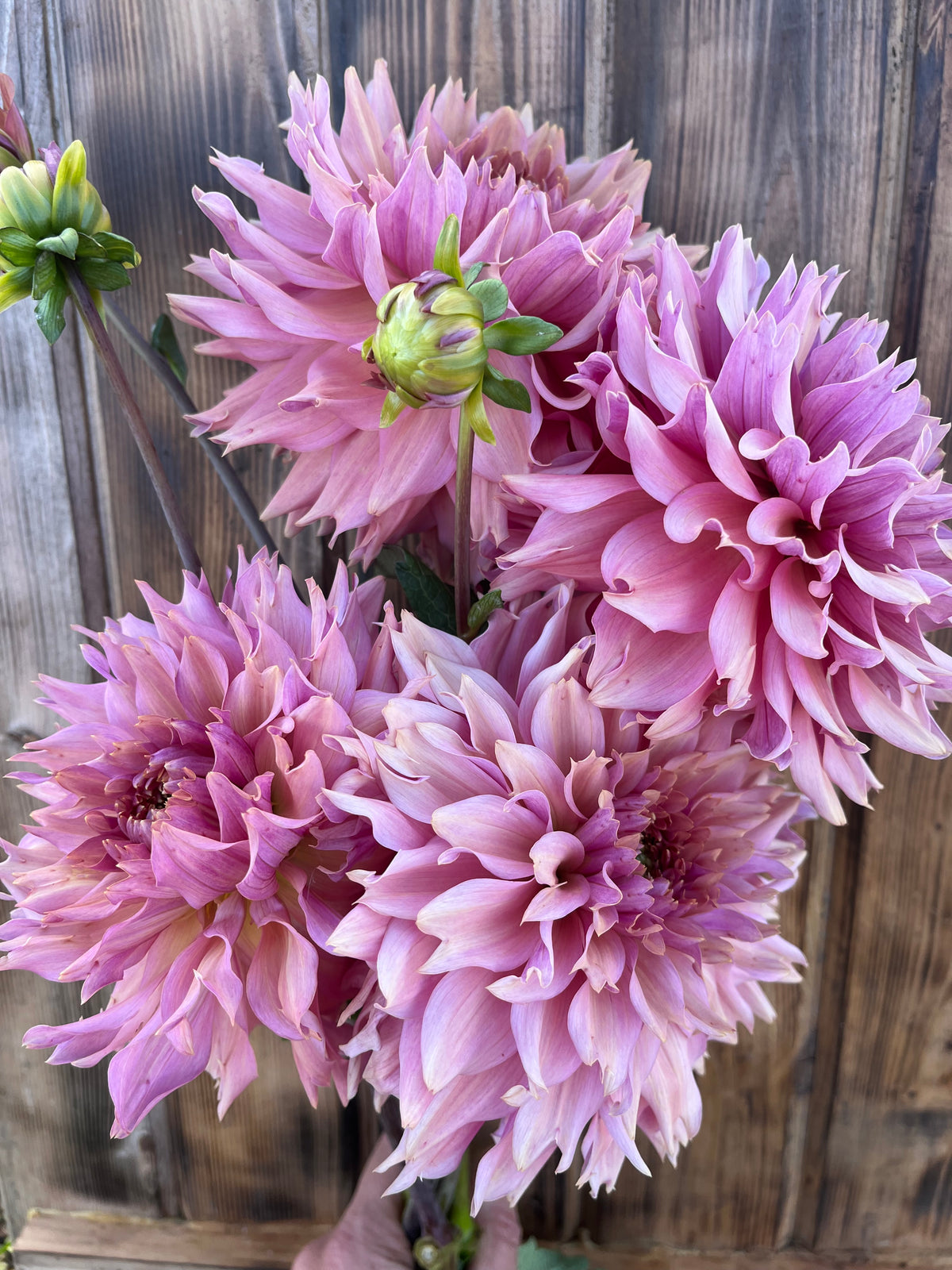 Pink dahlia flowers with layered petals arranged against a rustic wooden plank background.