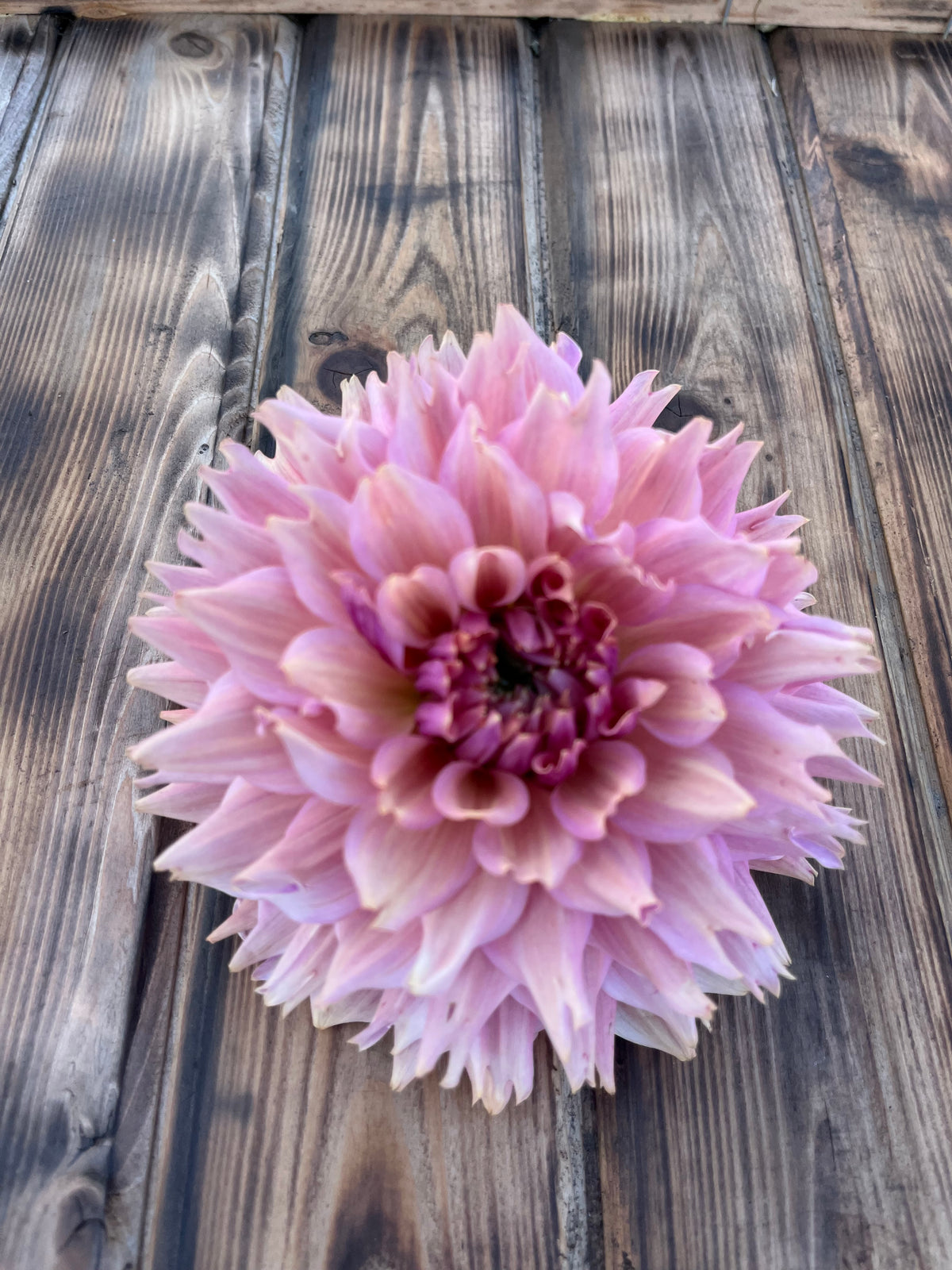 A single blooming pink dahlia flower centered on rustic wooden planks.