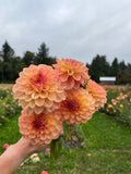 A hand holding a bouquet of peach and orange dahlia flowers in a green outdoor flower garden under an overcast sky.