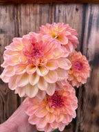A close-up of a hand holding a cluster of blooming dahlia flowers with peach, pink, and pale yellow petals, set against a rustic wooden fence background.