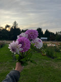 Last Dance dahlia tuber, lavender dahlias in hand