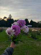 Last Dance dahlia tuber, lavender dahlias in hand