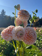 Lee's Kewpie dahlia, tangerine dahlia