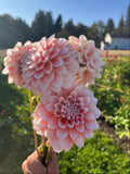 Lee's Pineberry Truffle dahlia, pink/white dahlias with tree background