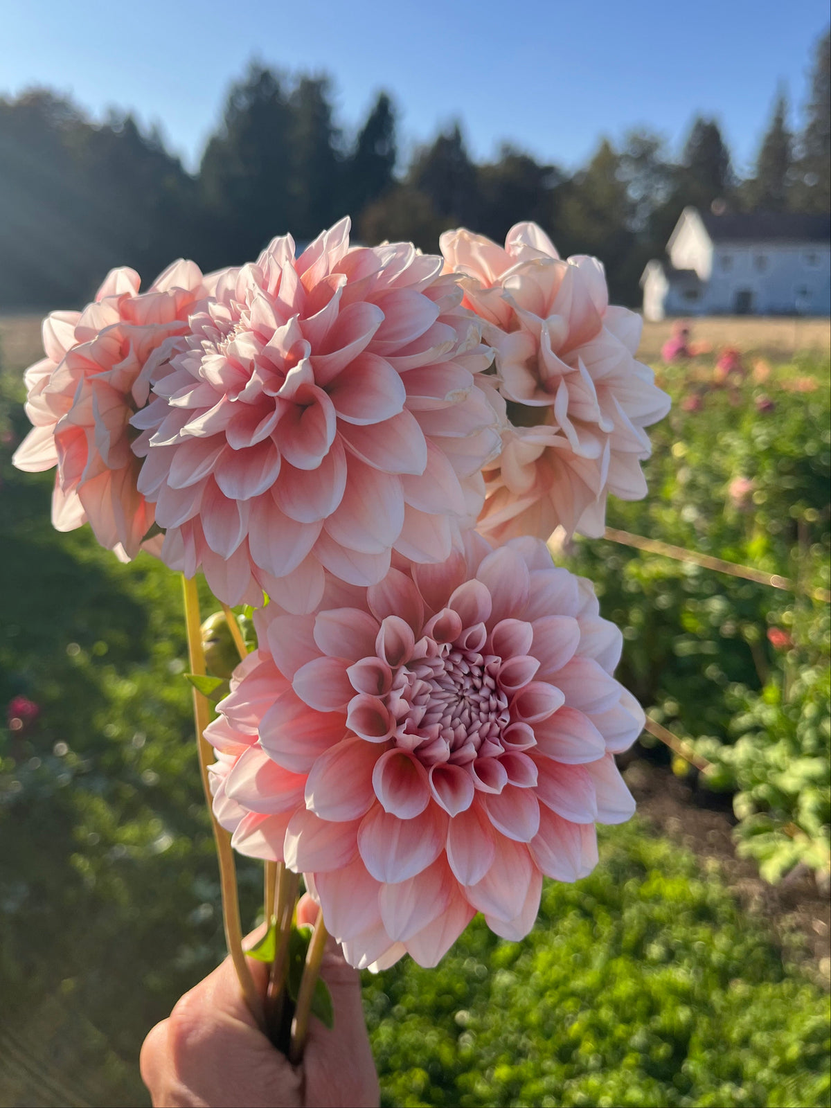 Lee's Pineberry Truffle dahlia, pink/white dahlias with tree background