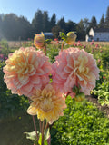 Lee's Sugaree dahlia, three blooming dahlia flowers in soft peach-pink and pale yellow tones