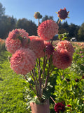 Levi's Blue Smoke dahlia, bouquet of freshly harvested pink dahlia flowers held up in a sunny outdoor flower field
