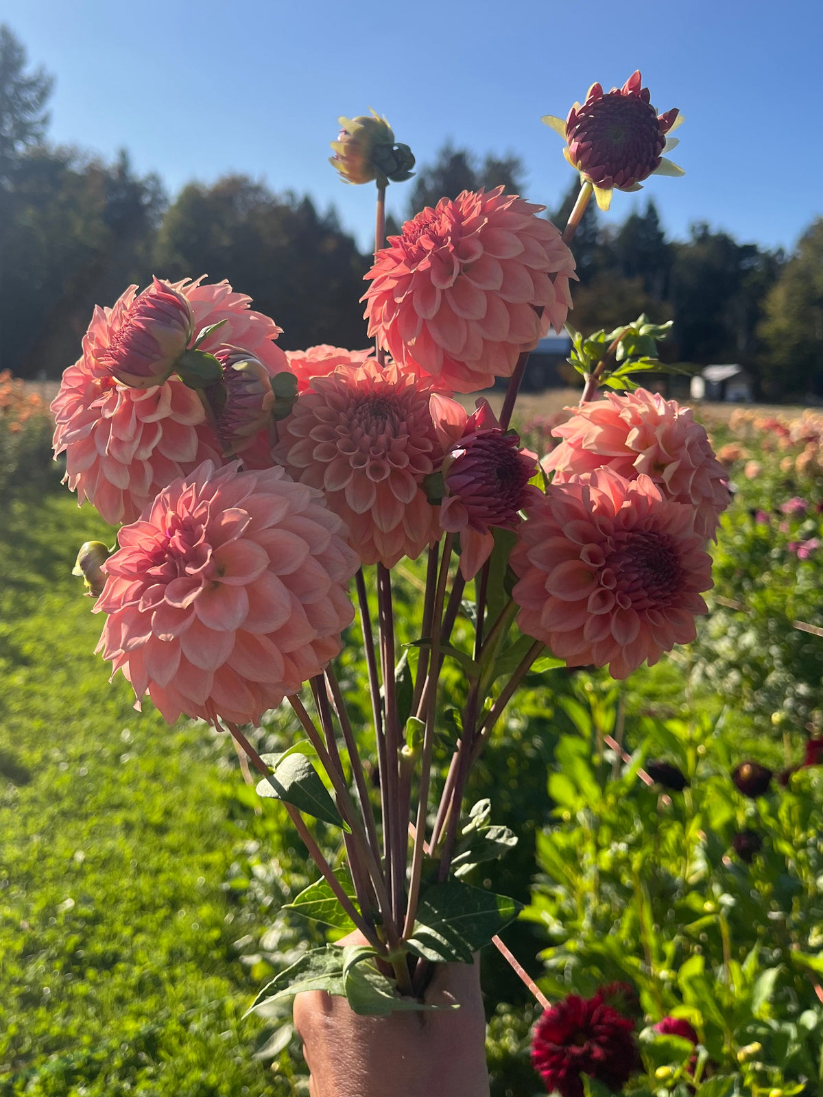 Levi's Blue Smoke dahlia, bouquet of freshly harvested pink dahlia flowers held up in a sunny outdoor flower field