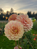 Levi's Creamsicle Dahlia tuber