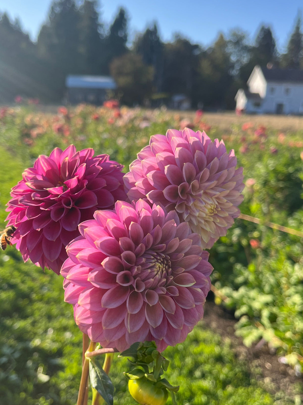 Levi's Leprechaun dahlia, three pink dahlia flowers held up in front of a sunny garden field