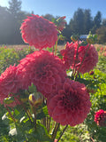 Levi's Melon dahlia, cluster of vibrant pink dahlia flowers in full bloom with green leaves